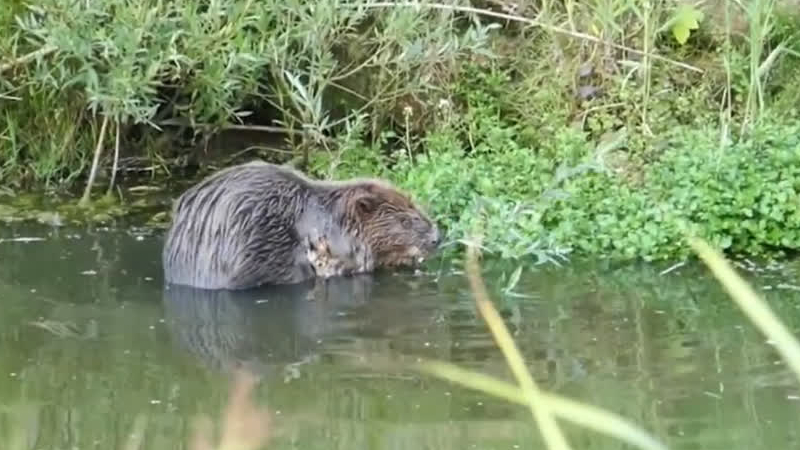 VIDEO: bever in Sterrenburg