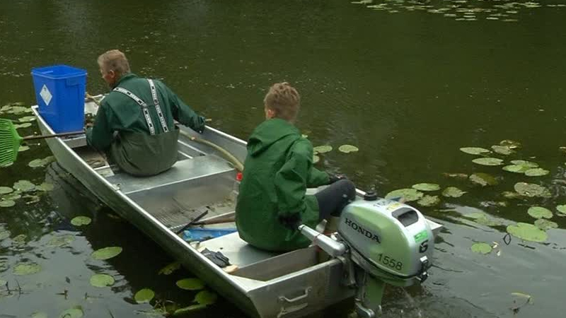 Vissen in Sterrenburg leggen het loodje