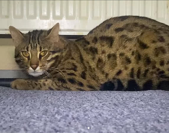 Ontsnapte wilde kat uit woning Dubbeldam gevonden