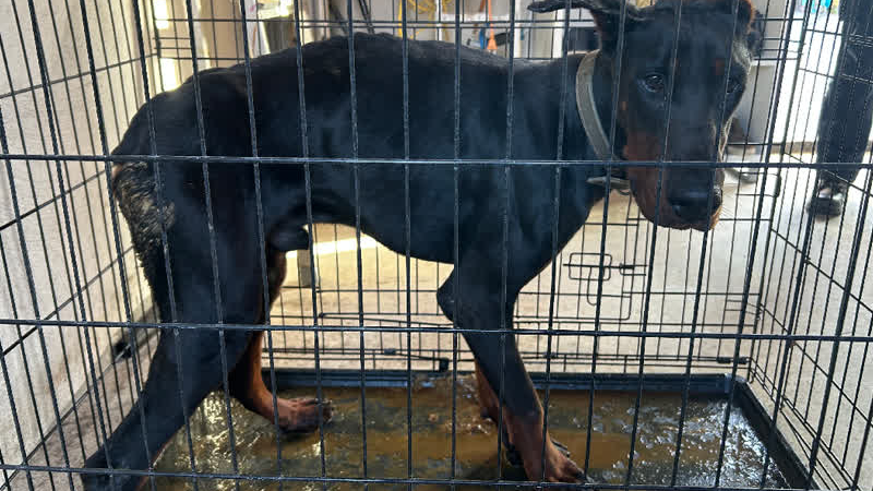 Vermagerde hond in te krappe bench in beslag genomen
