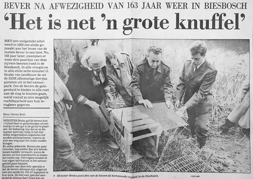 Bevers zijn drie decennia terug in de Biesbosch Bevers zijn drie decennia terug in de Biesbosch