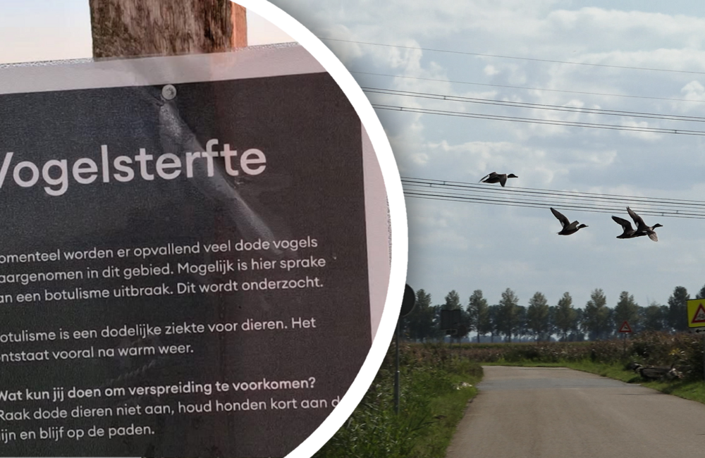 vogelsterfte