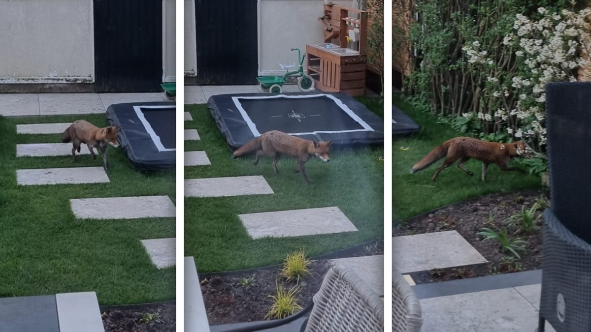 vos in zuidhoven.png