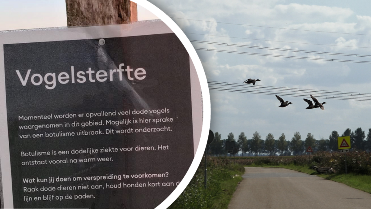 vogelsterfte