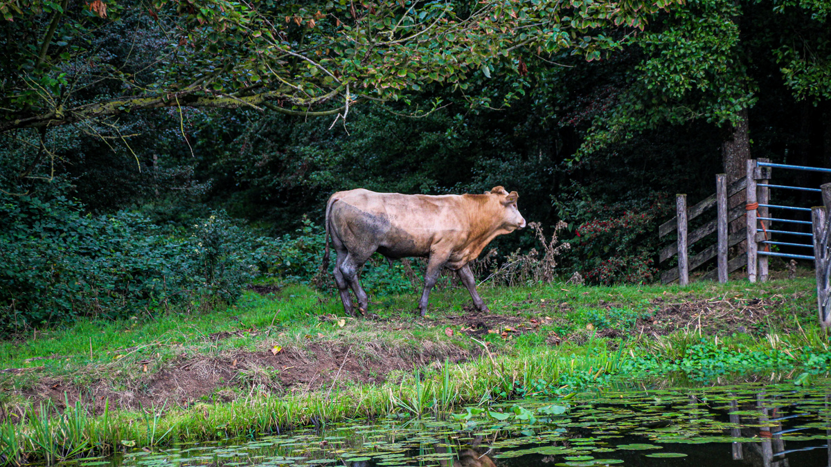 Stier in greppel
