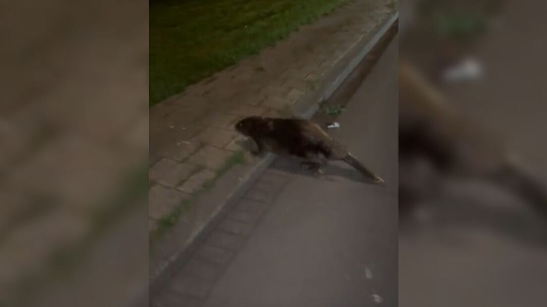 foto bever rijnmond 2jpg