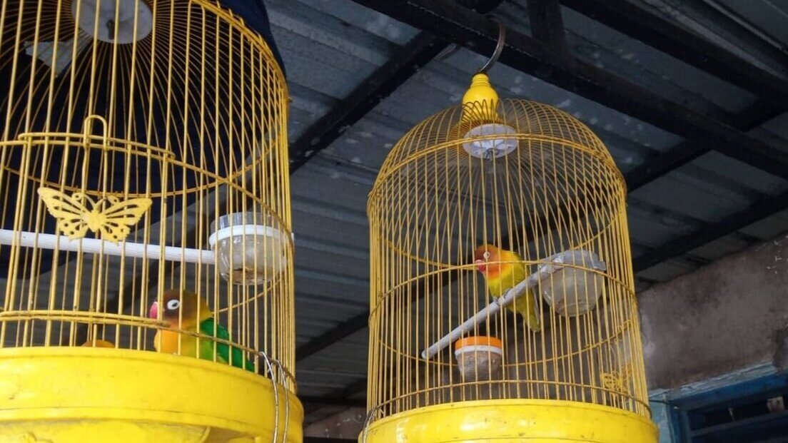 vogelsbali.jpg