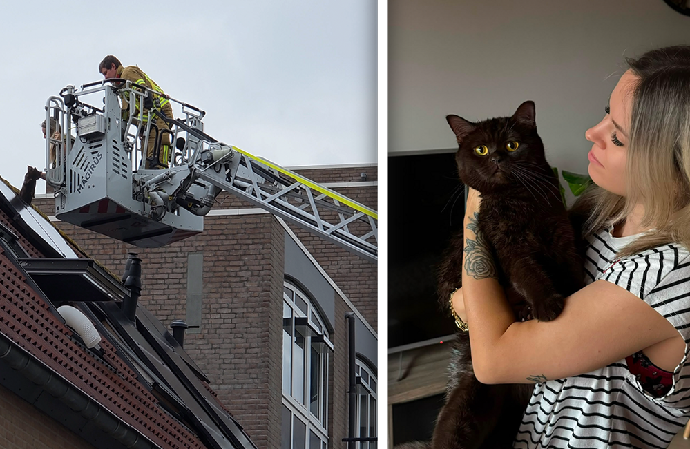 fotootje kat