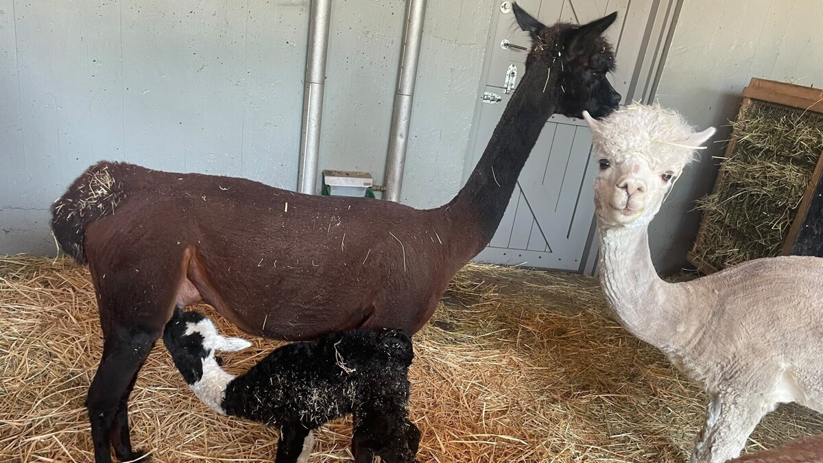 Alpacajong