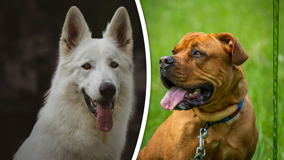 combi witte herder bordeaux.jpg