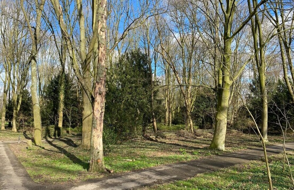 bomen
