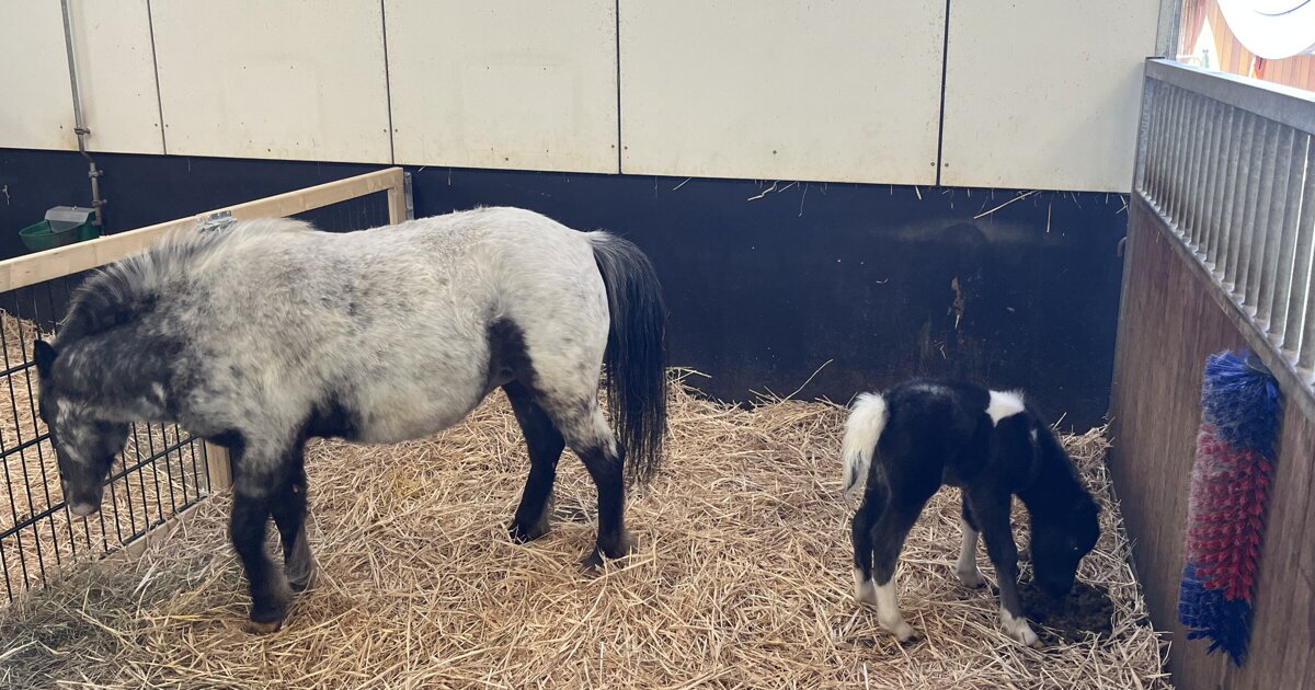 Nieuwe aanwinst voor Weizigt: veulen Storm is geboren