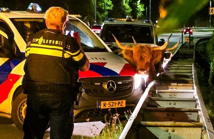 schotse hooglanders n3