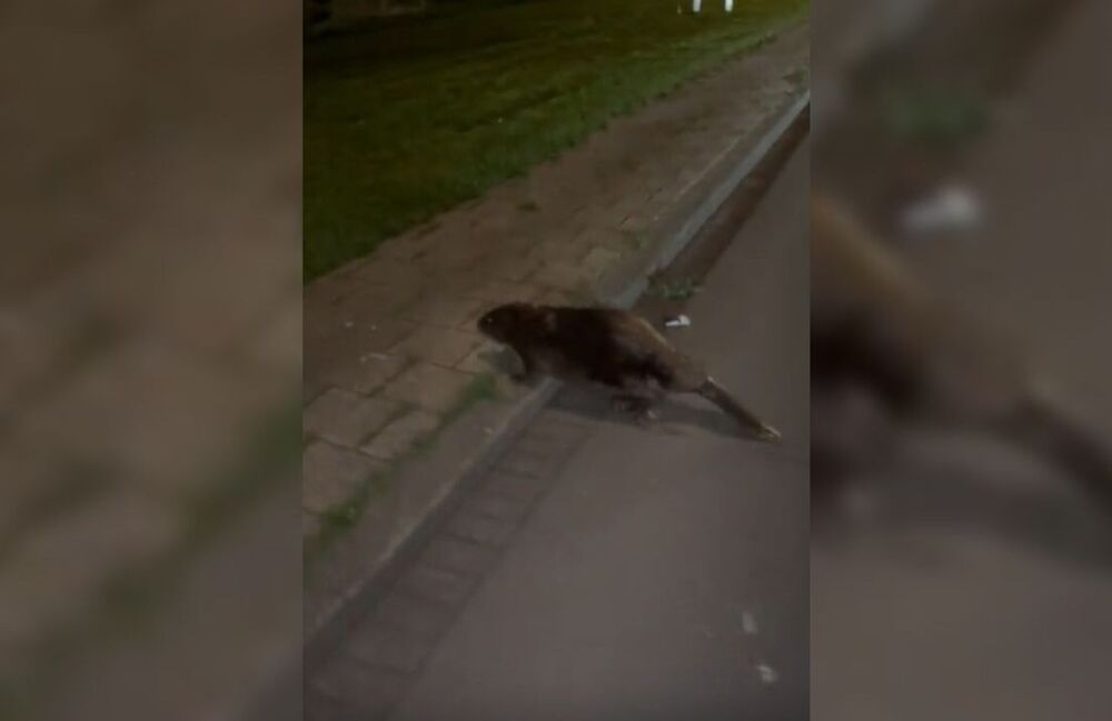 foto bever rijnmond 2jpg
