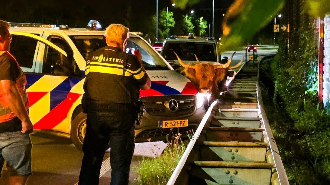 schotse hooglanders n3