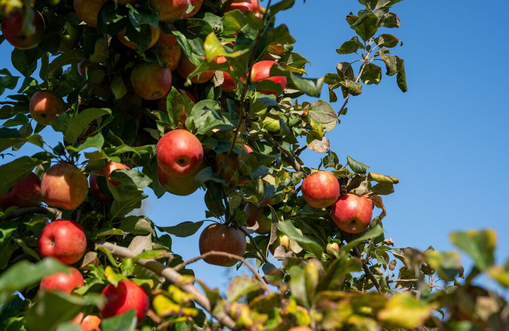 appelboom 2