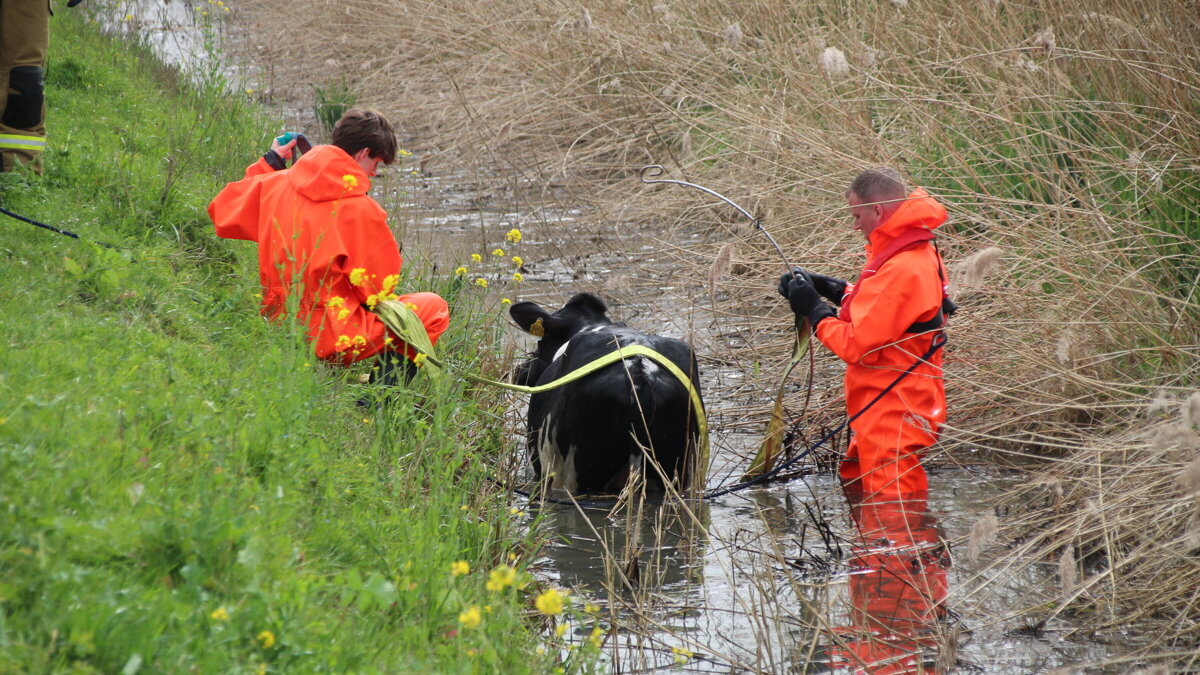 koe uit sloot zwi.jpg