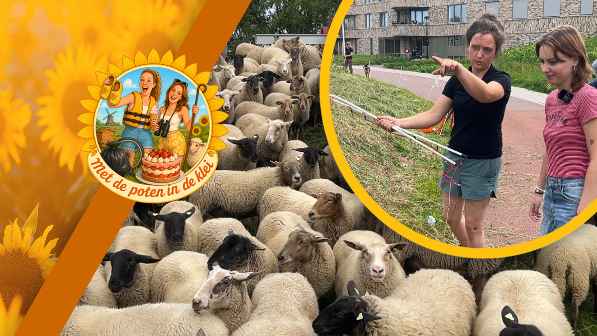 FOTO THUMB POTEN IN DE KLEI - SCHAPENHERDER