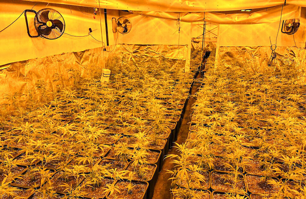 20260324 - Hennepkwekerij opgerold na integrale controle.jpg