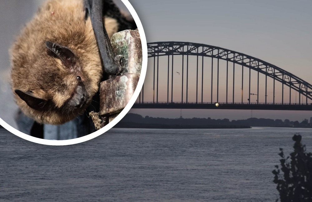 vleermuis foto noord brug