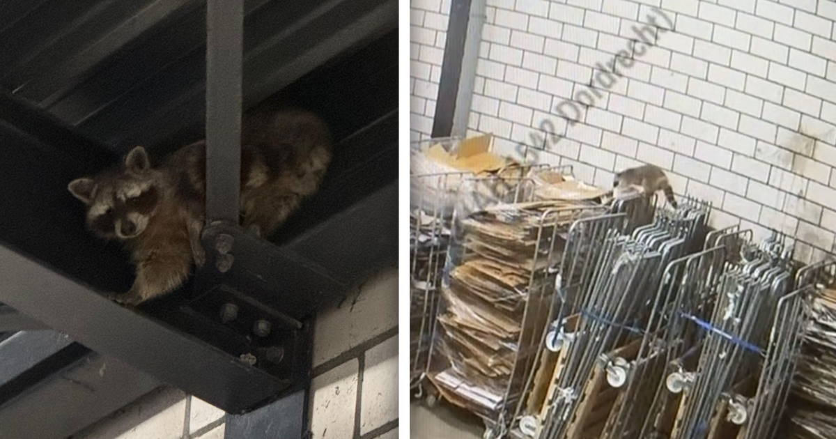Bijzondere beelden: wasbeer wroet tussen karren afval bij supermarkt