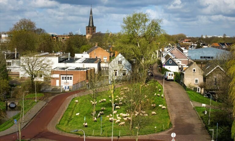 Gemeente Ridderkerk zet schapen in voor groenonderhoud