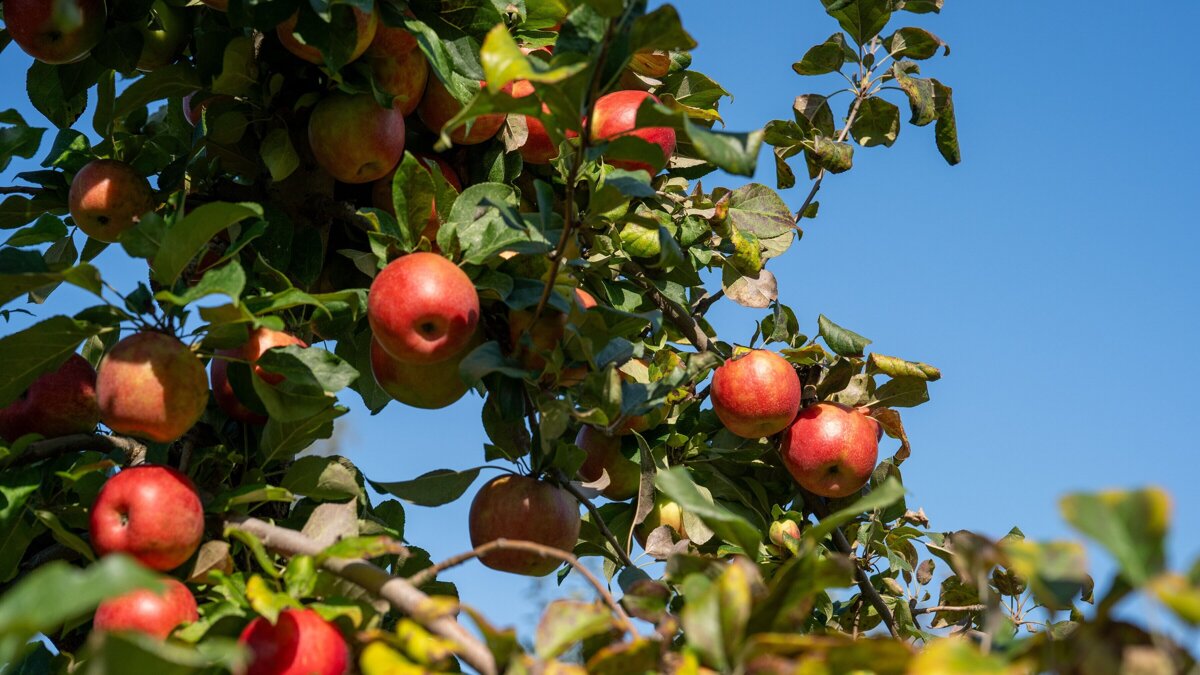 appelboom 2