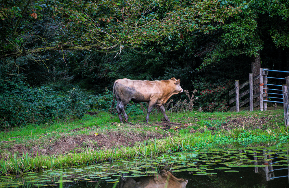 Stier in greppel
