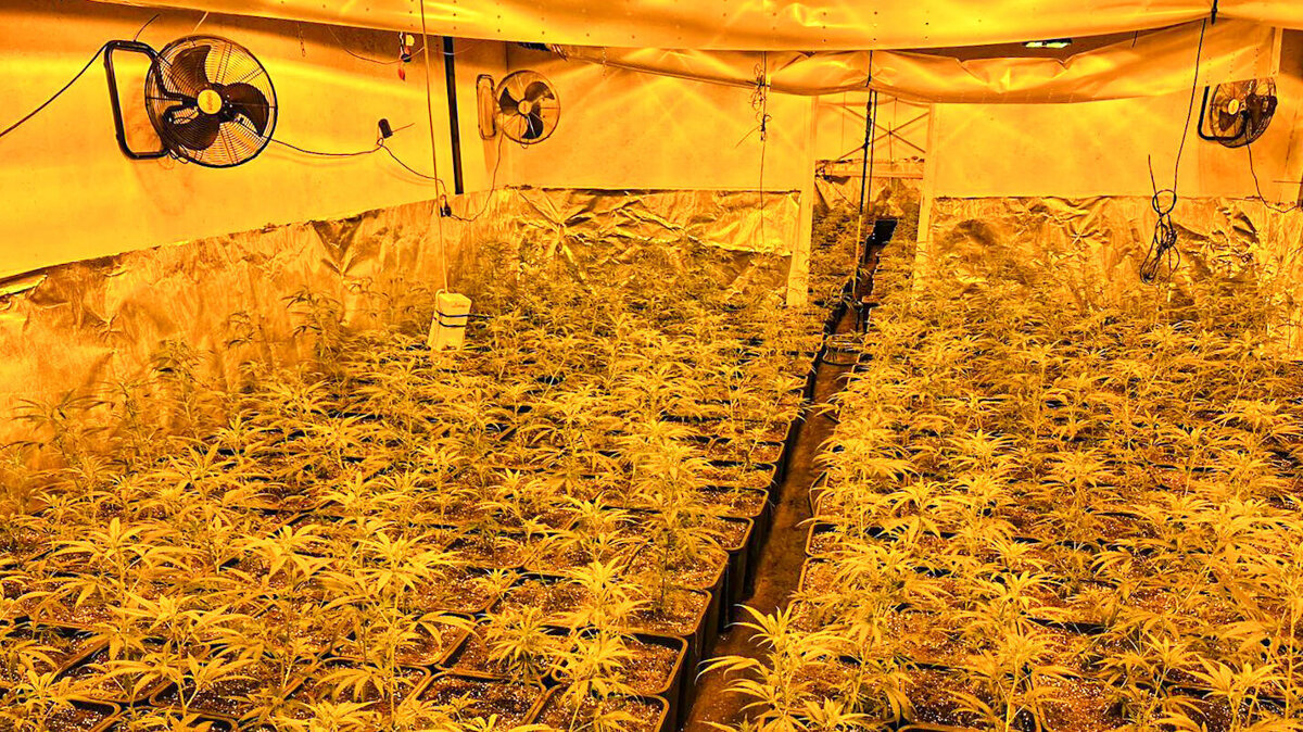 20260324 - Hennepkwekerij opgerold na integrale controle.jpg