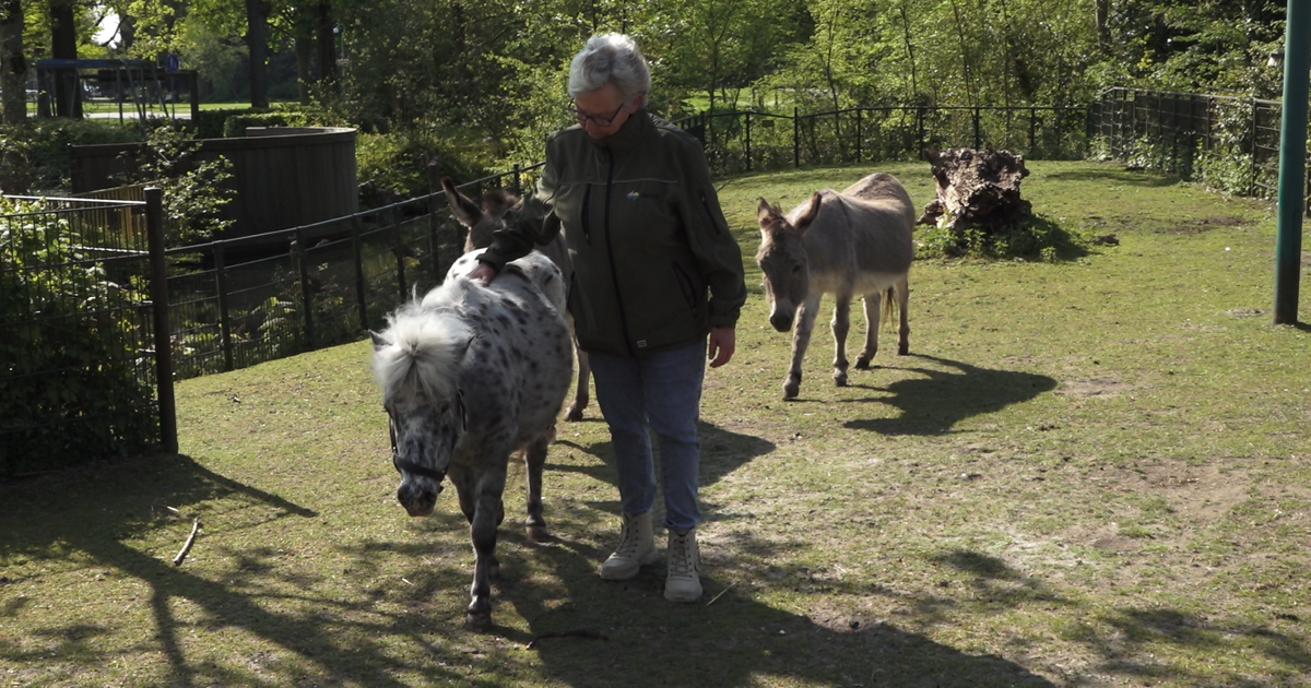 Verlies van pasgeboren veulen en moeder valt zwaar: ‘Heeft grote impact’