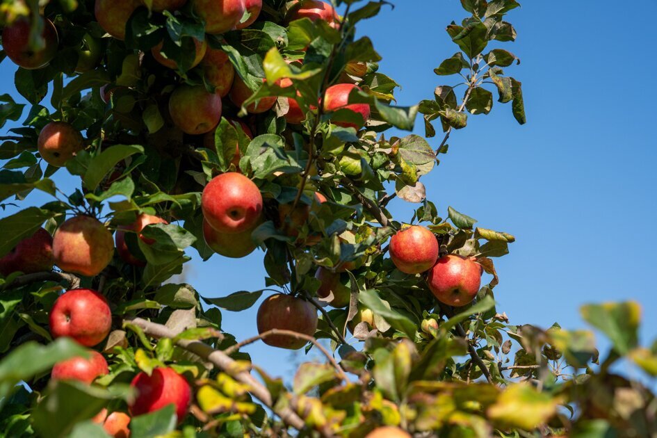 Gratis boom of struik: gemeente roept bewoners op om hun tuinen te vergroenen