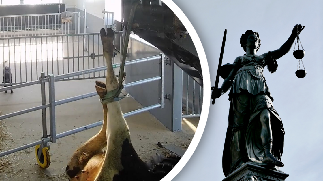 Verdachten mishandeling koe veroordeeld: ‘Het lijkt wel alsof jullie hier plezier uithaalden’