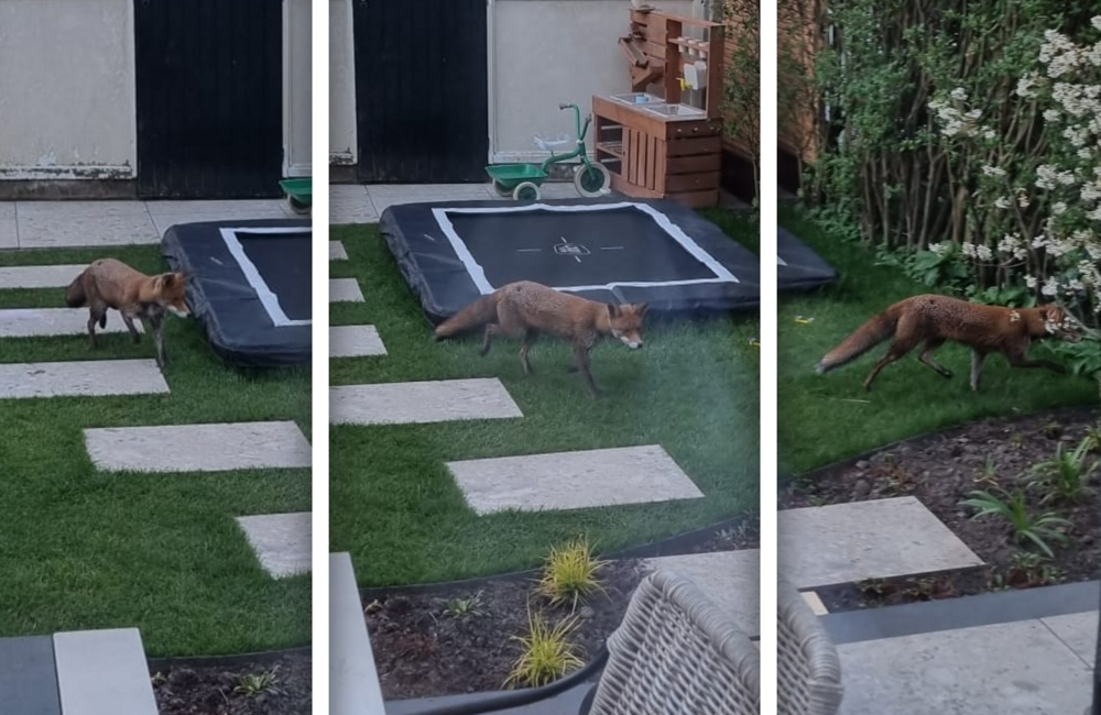 vos in zuidhoven.png