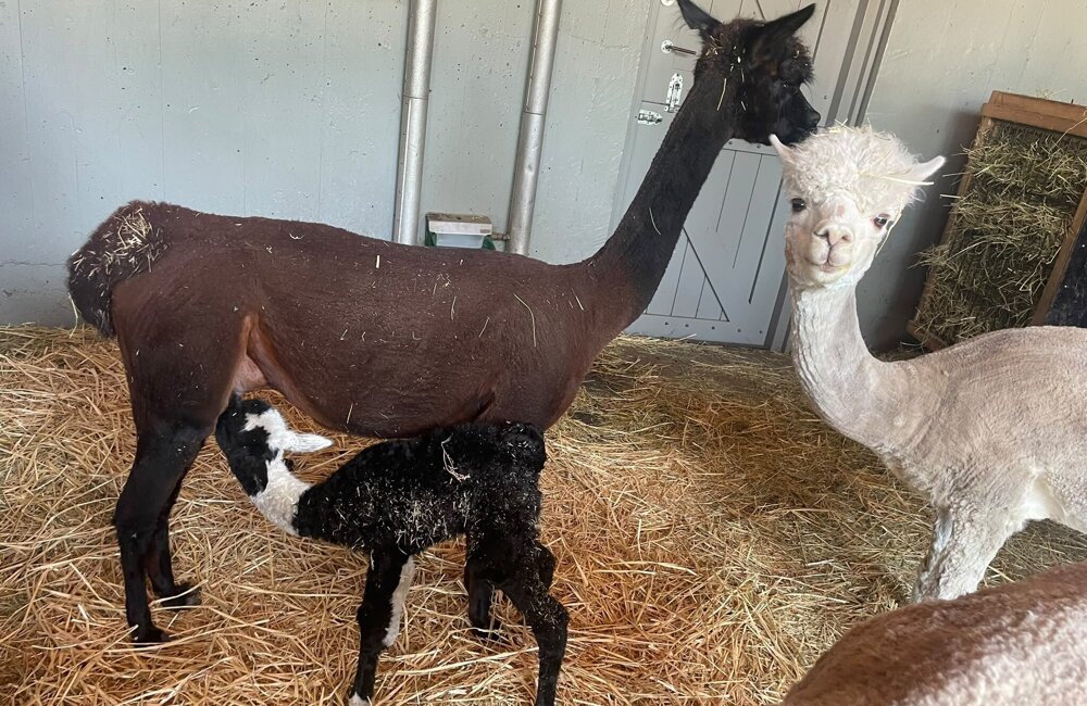 Alpacajong