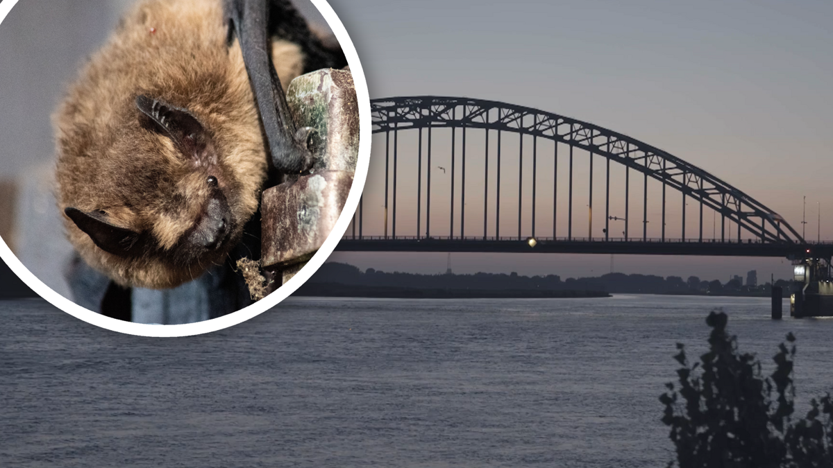 vleermuis foto noord brug