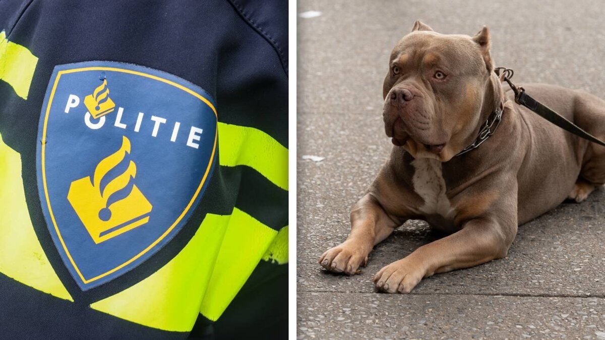 Pitbulls bijten man artikel foto