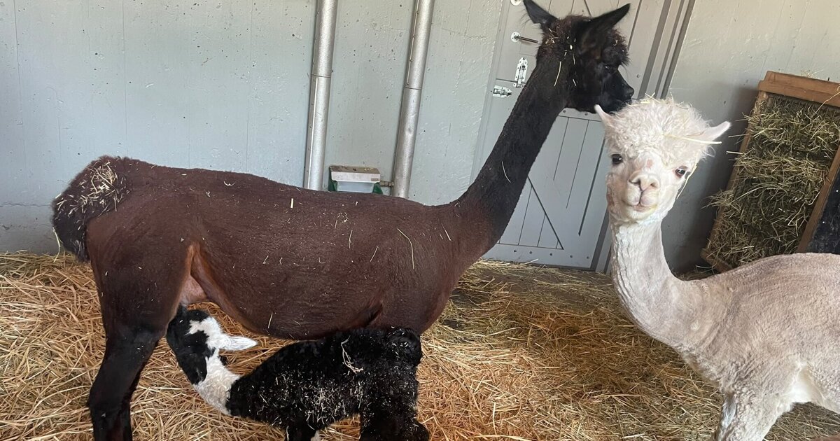Feest op kinderboerderij: alpacajong Nacho is geboren