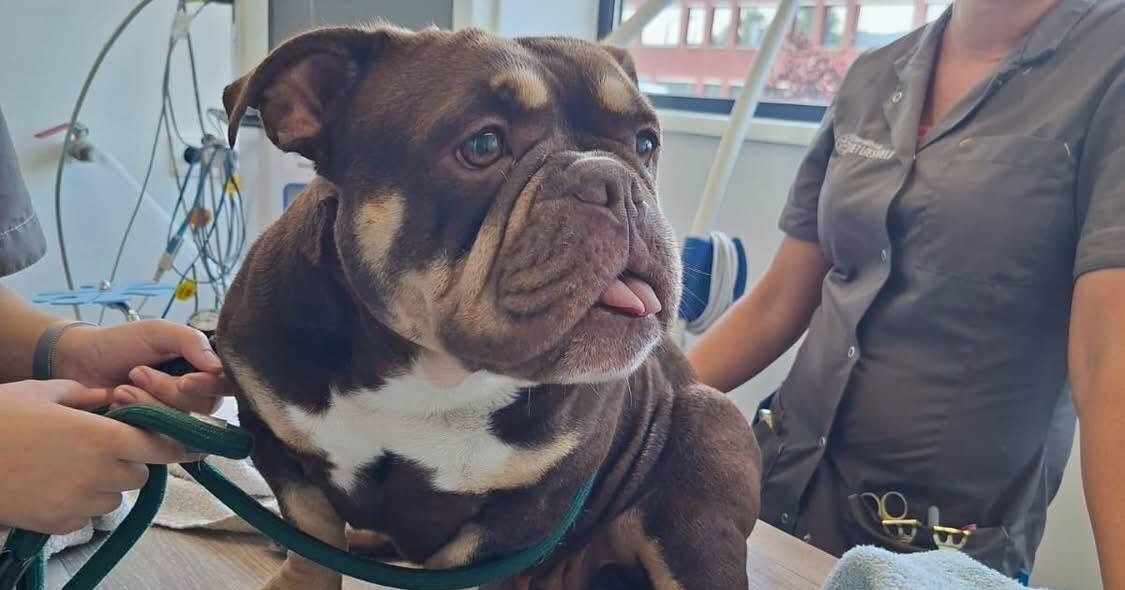 Politie bevrijdt hond uit snikhete auto: 'Lichaamstemperatuur was opgelopen tot 42,3 graden'