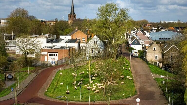 Schapenkudde aan de Middenmolendijk Ridderkerk