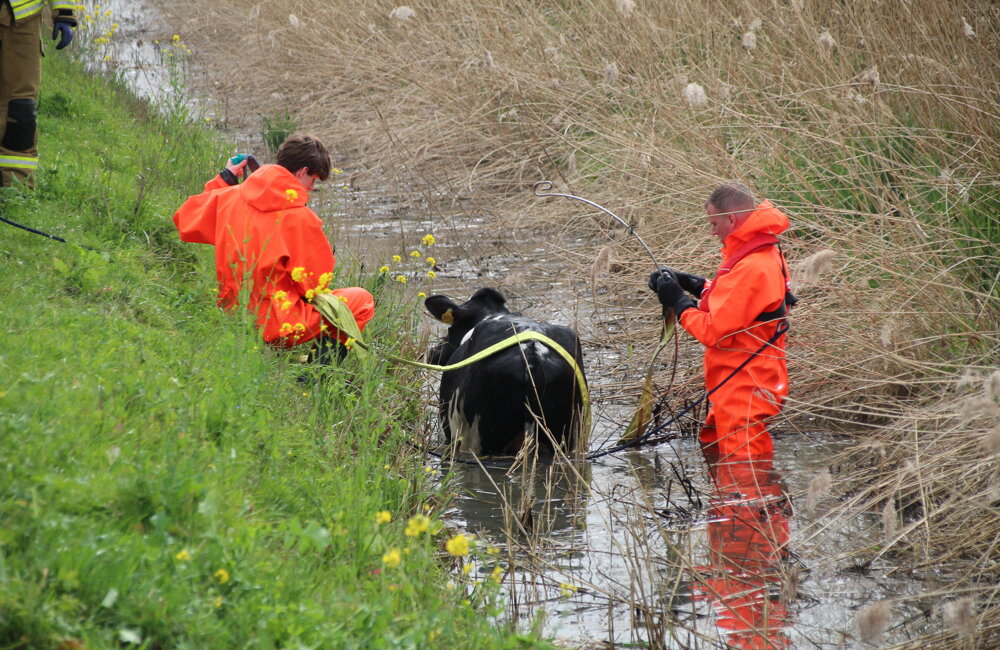 koe uit sloot zwi.jpg
