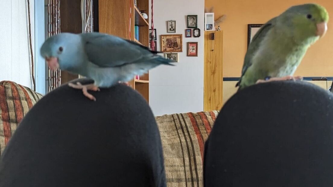 vogelsbenzakour.jpg