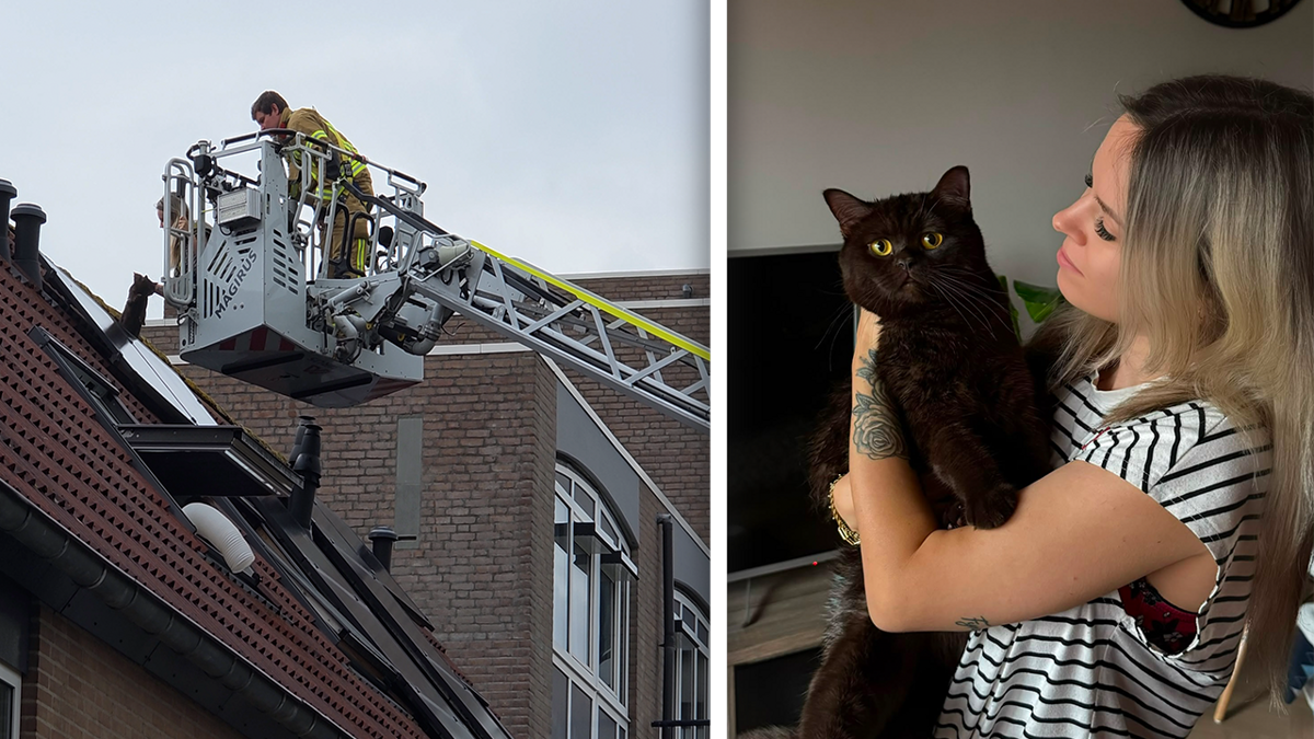 fotootje kat