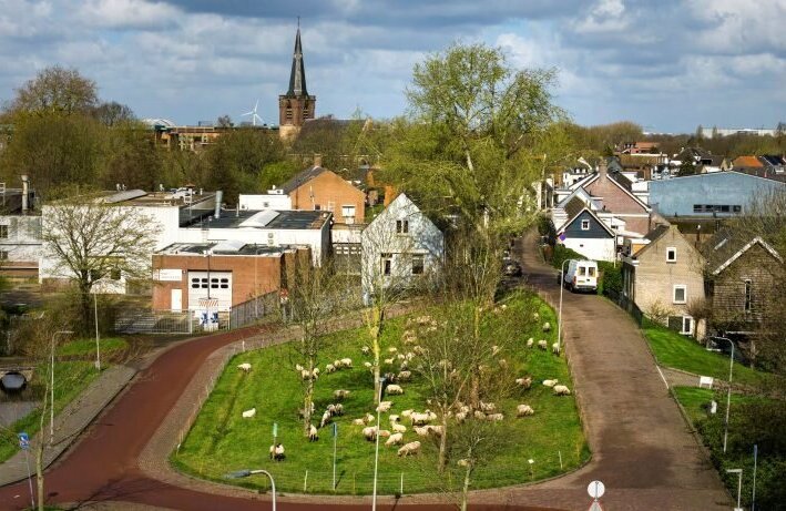 Schapenkudde aan de Middenmolendijk Ridderkerk