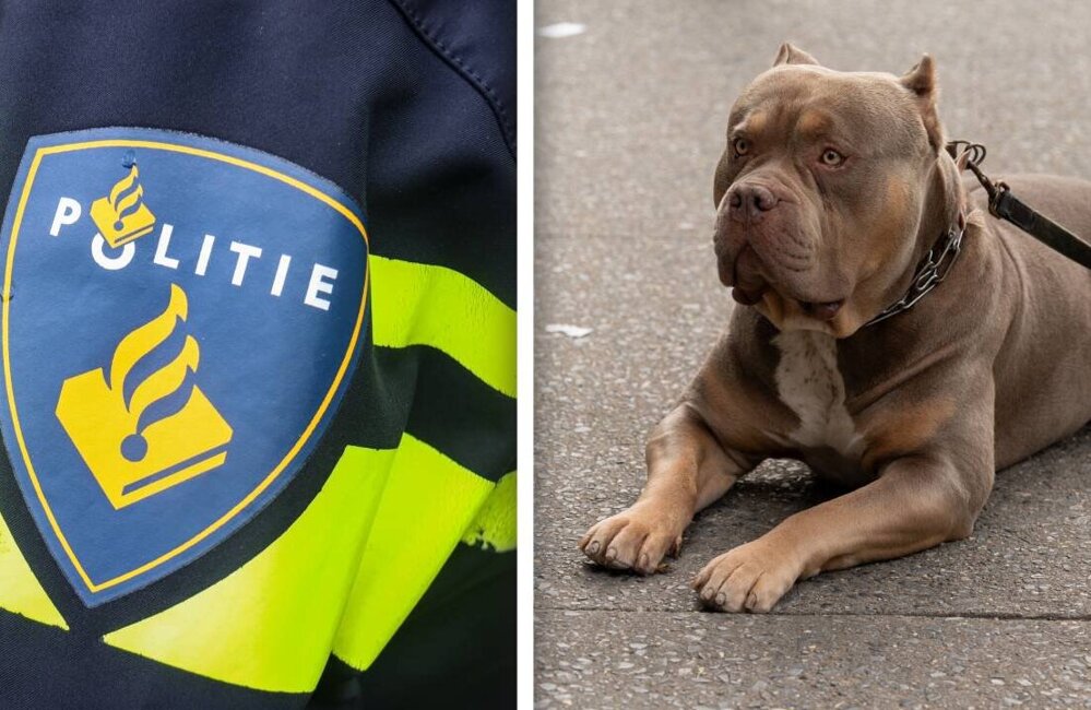 Pitbulls bijten man artikel foto