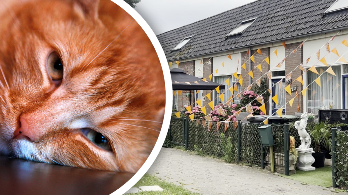 oranjekater