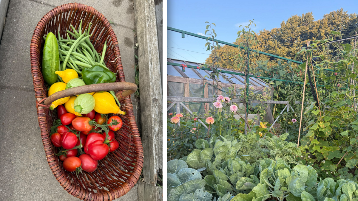 moestuin Door Eendracht Sterk Papendrecht