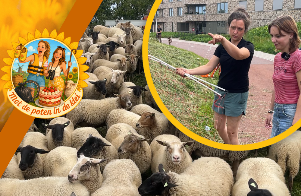 FOTO THUMB POTEN IN DE KLEI - SCHAPENHERDER