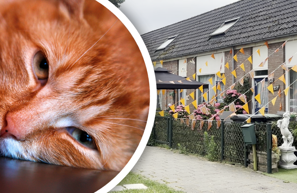 oranjekater