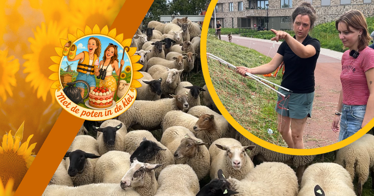Herder Maria zorgt er dagelijks voor dat haar schaapjes op het droge staan