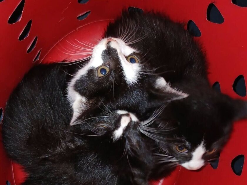Acht kleine katjes gedumpt in wasmand langs drukke weg